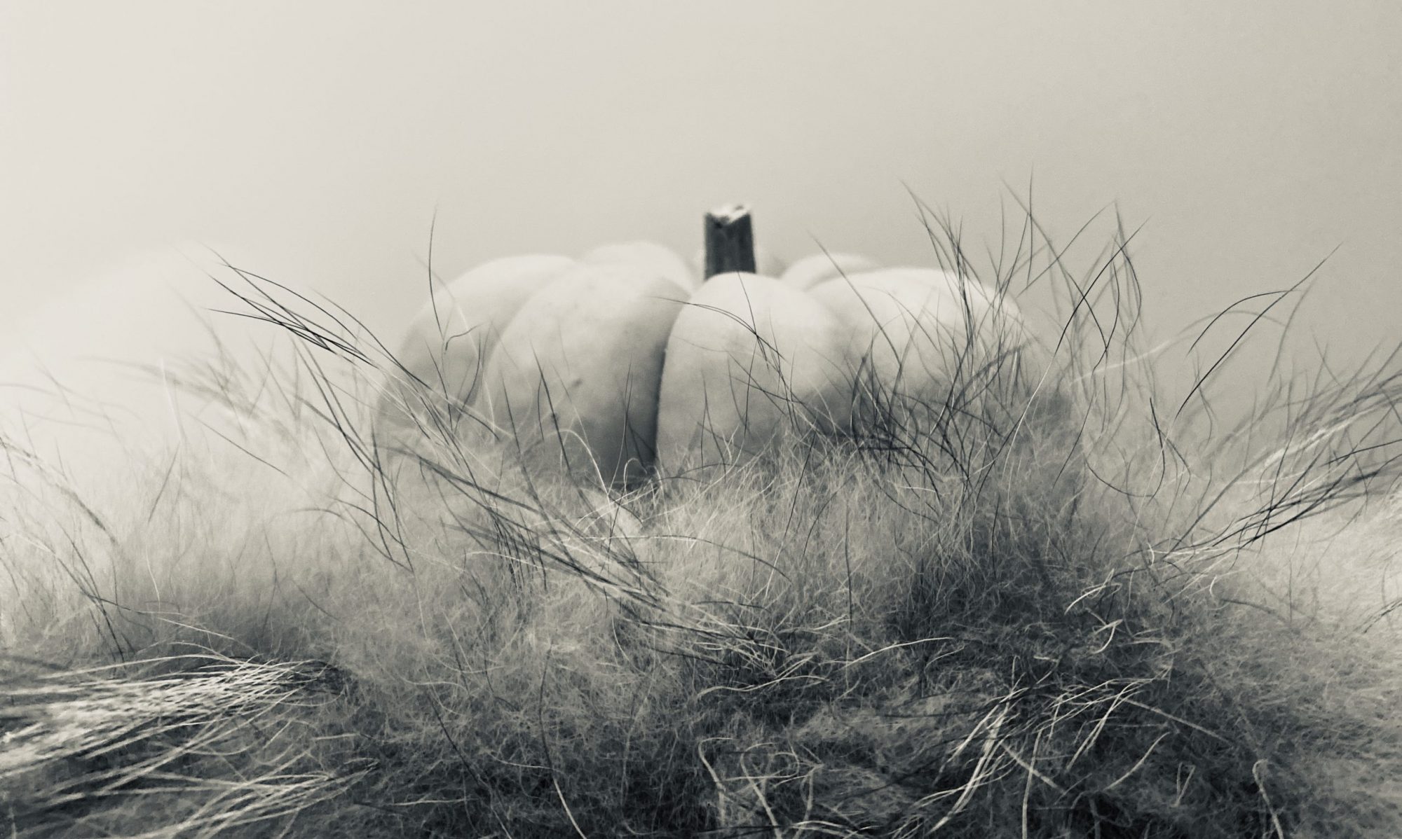 guy timmermans.nl